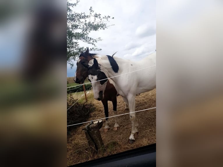 Caballo indio americano Yegua 7 años 158 cm Tovero-todas las-capas in Prüm