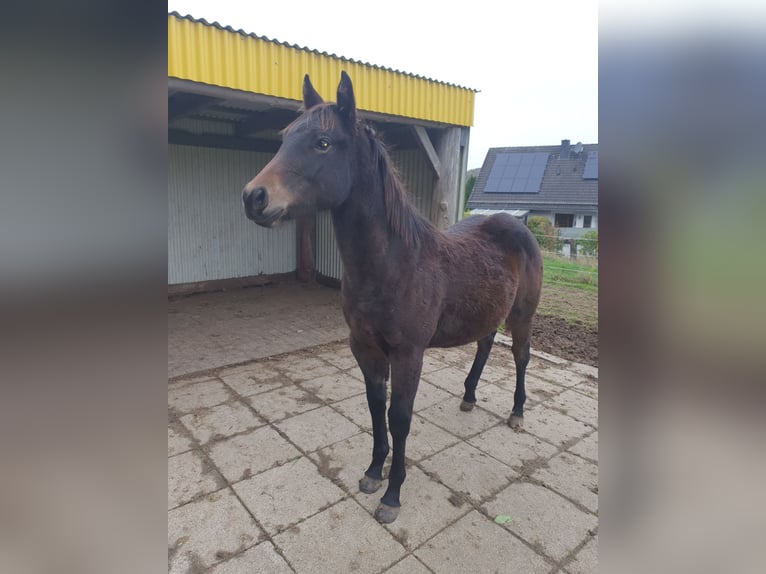 Caballo indio americano Mestizo Yegua Potro (02/2024) 150 cm Castaño oscuro in Ötzingen