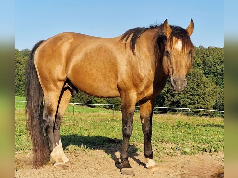 Caballo indio americano Mestizo Yegua Potro (02/2024) 150 cm Morcillo in Ötzingen