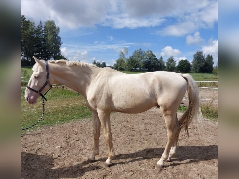 Caballo Kinsky Caballo castrado 5 años 174 cm Cremello in Prešov