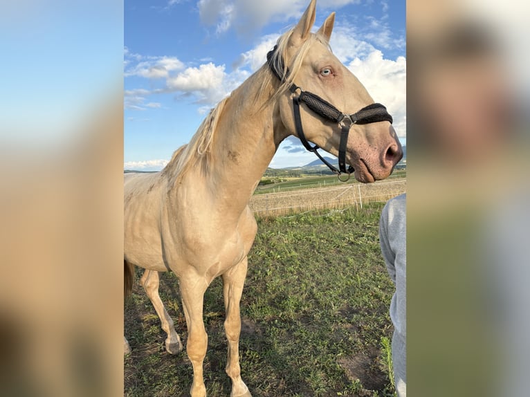 Caballo Kinsky Caballo castrado 5 años 174 cm Cremello in Prešov