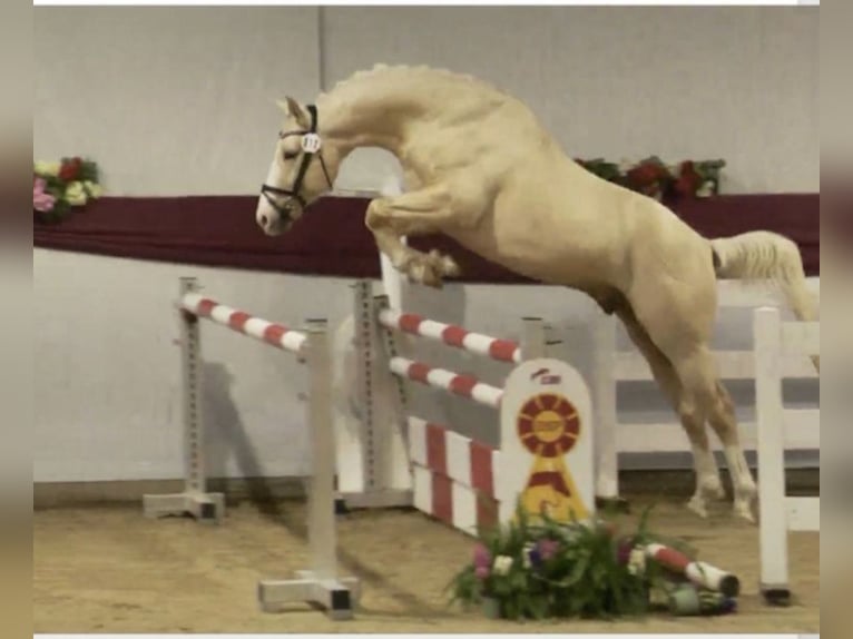 Caballo Kinsky Caballo castrado 6 años 164 cm Palomino in LangenbachLangenbach