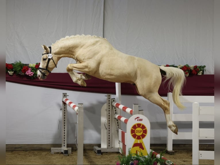 Caballo Kinsky Caballo castrado 6 años 164 cm Palomino in LangenbachLangenbach