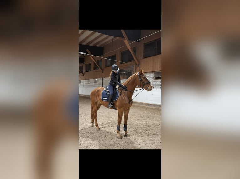 Caballo Kinsky Caballo castrado 9 años 172 cm Alazán in Babenhausen