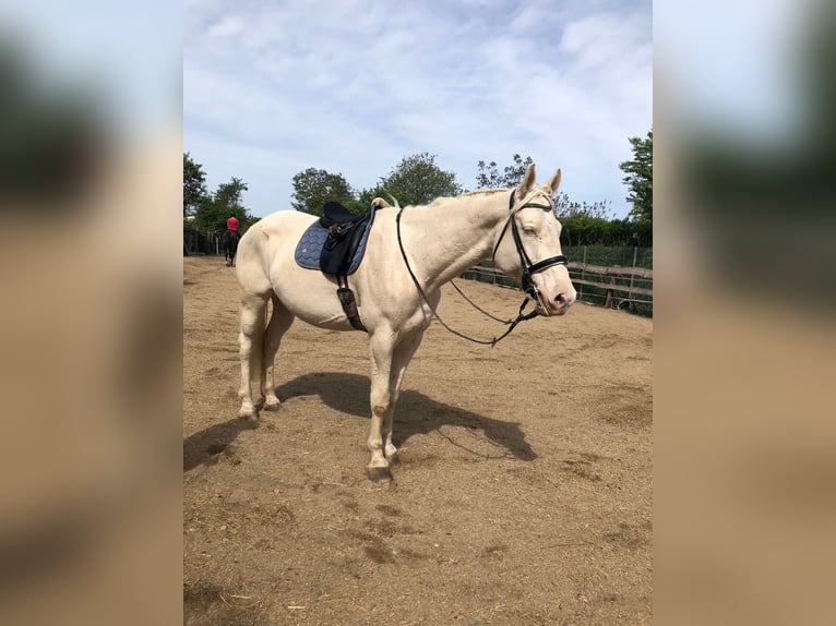 Caballo Kinsky Caballo castrado 9 años 178 cm Perlino in Kirchberg am Wagram