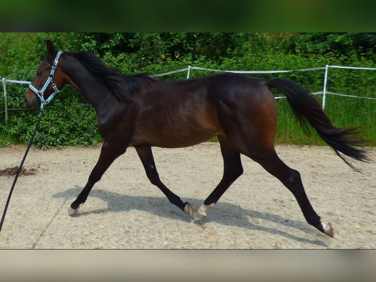 Caballo Kinsky Semental 1 año Castaño oscuro in Václavice (Hrádek nad Nisou)