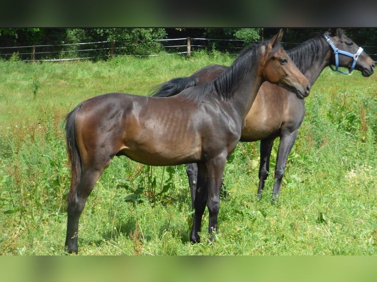 Caballo Kinsky Semental 1 año Castaño oscuro in Václavice (Hrádek nad Nisou)