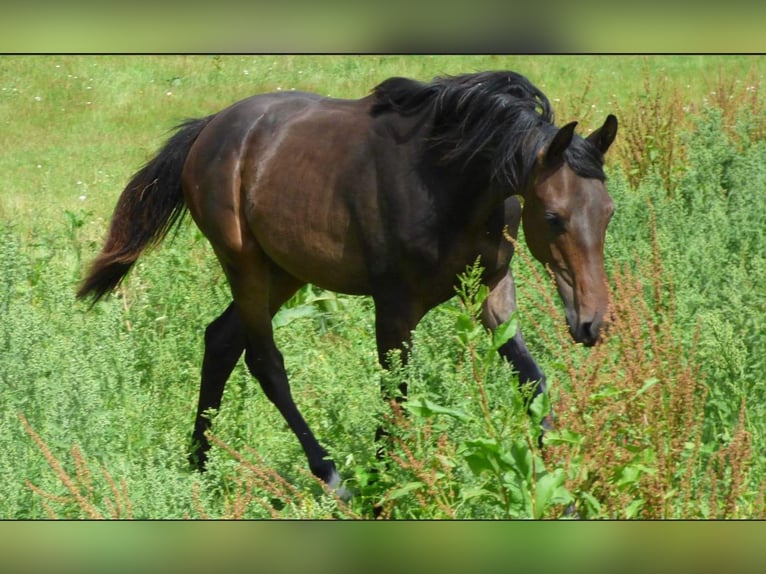 Caballo Kinsky Semental 1 año Castaño oscuro in Václavice (Hrádek nad Nisou)