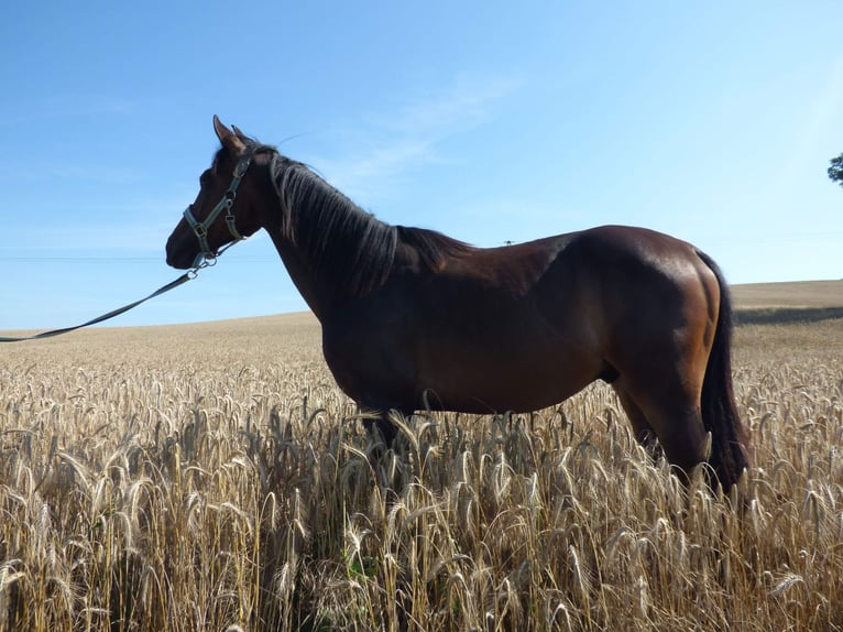 Caballo Kinsky Semental 1 año Castaño oscuro in Václavice (Hrádek nad Nisou)