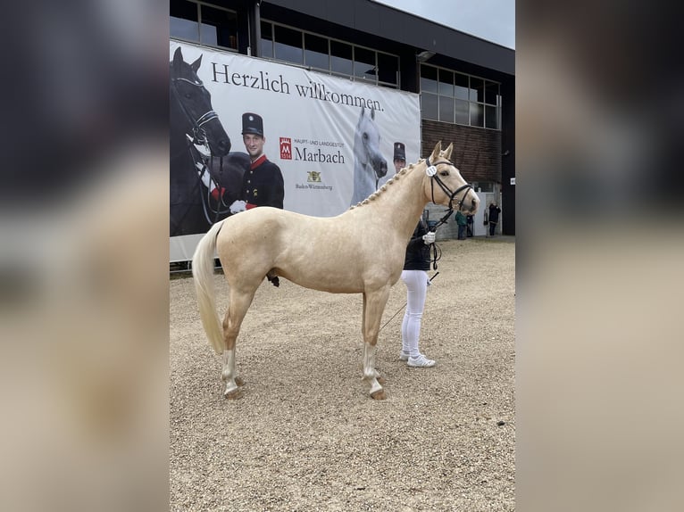 Caballo Kinsky Semental Palomino in LangenbachLangenbach