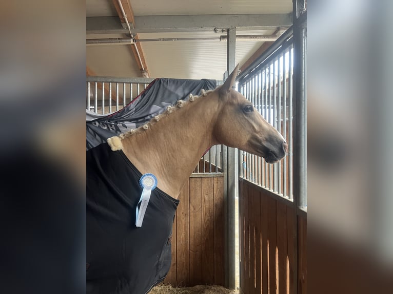 Caballo Kinsky Semental Palomino in LangenbachLangenbach