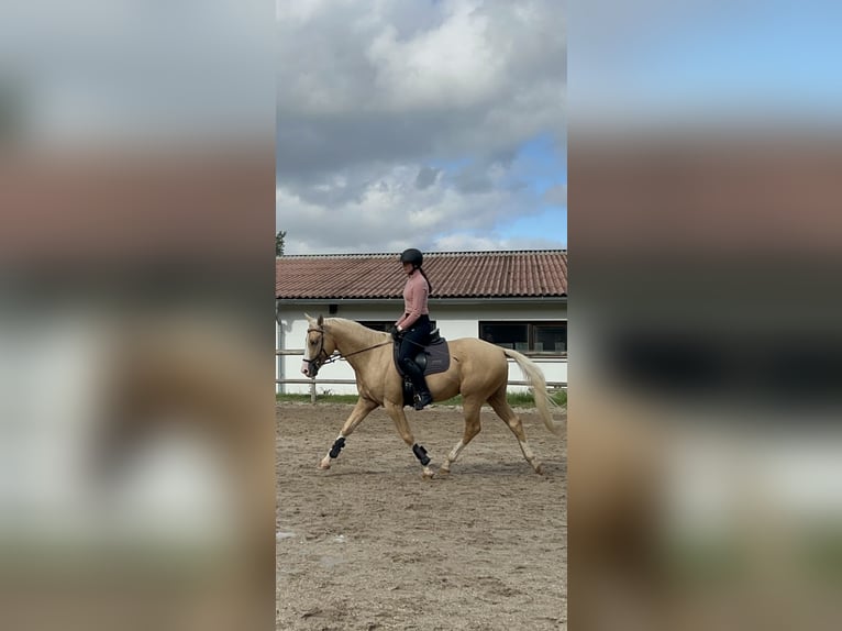 Caballo Kinsky Semental Palomino in LangenbachLangenbach