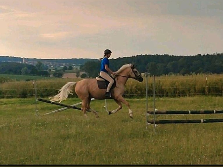 Caballo Kinsky Semental Potro (01/2024) in Bissingen