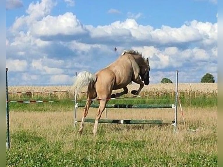 Caballo Kinsky Semental Potro (01/2024) in Bissingen