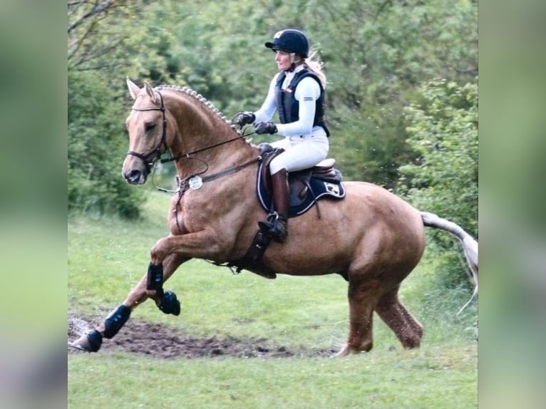 Caballo Kinsky Semental Potro (01/2024) in Bissingen