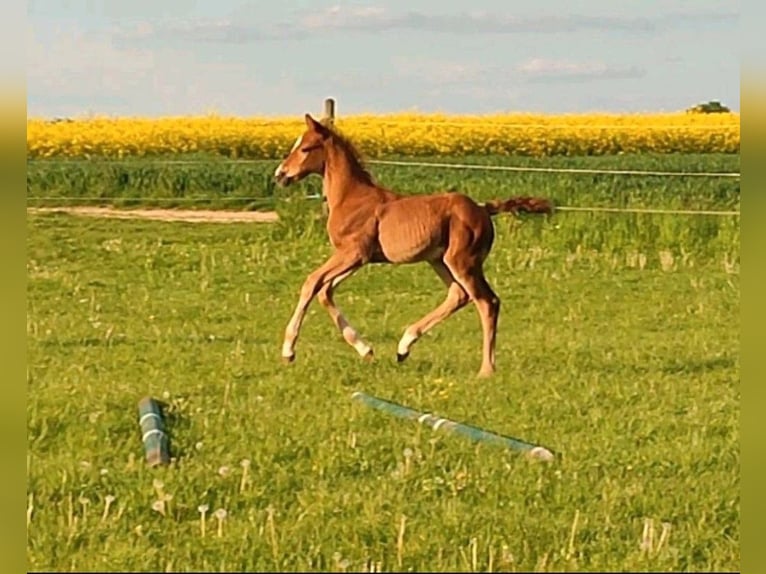 Caballo Kinsky Semental Potro (01/2024) in Bissingen