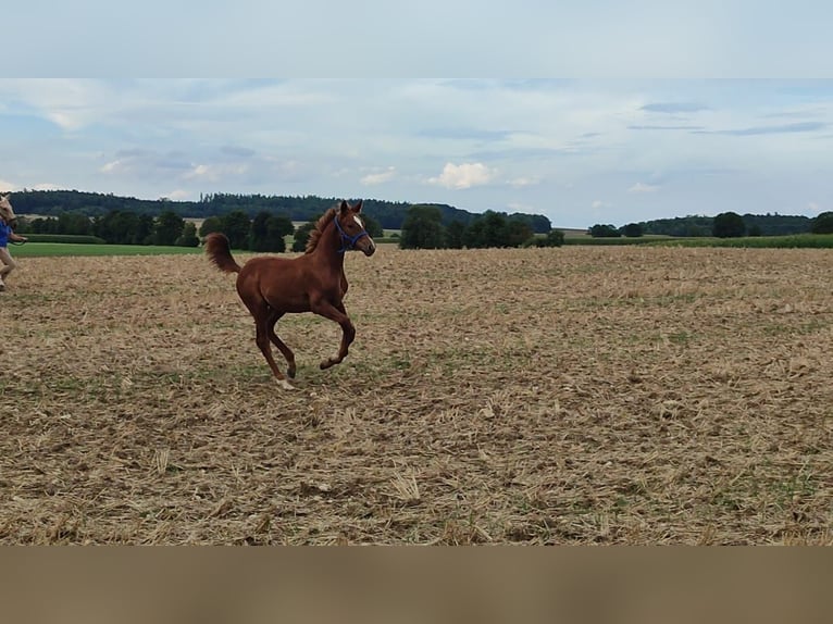 Caballo Kinsky Semental Potro (01/2024) in Bissingen