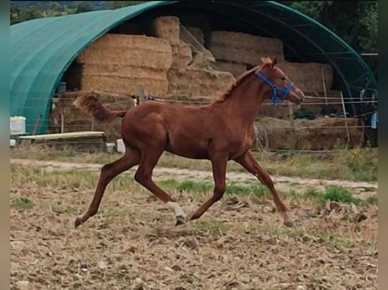 Caballo Kinsky Semental Potro (01/2024) in Bissingen