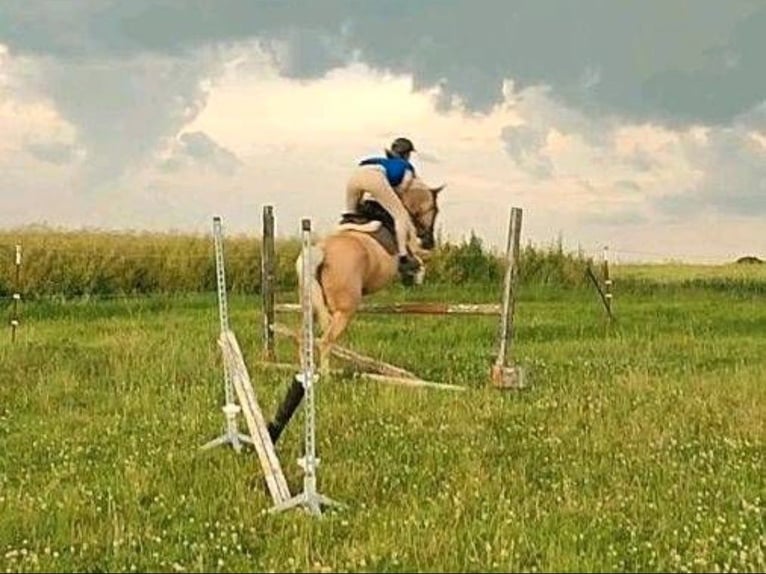 Caballo Kinsky Semental Potro (01/2024) in Bissingen