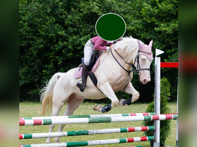 Caballo Kinsky Yegua 11 años 164 cm Cremello in Žebrák