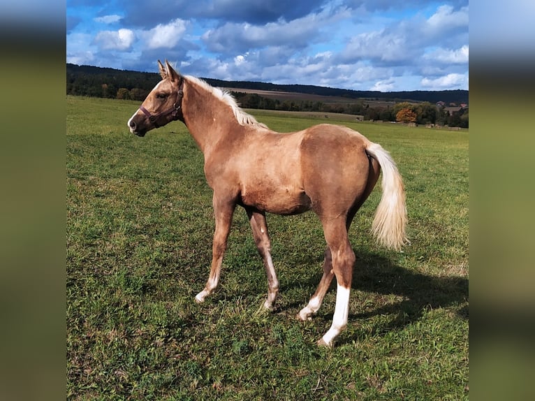 Caballo Kinsky Yegua 11 años 164 cm Cremello in Žebrák