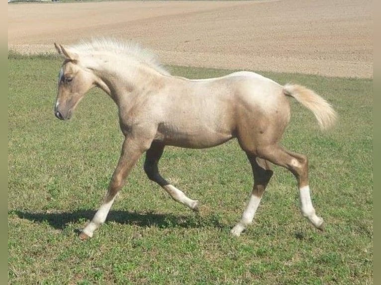 Caballo Kinsky Yegua 11 años 164 cm Cremello in Žebrák