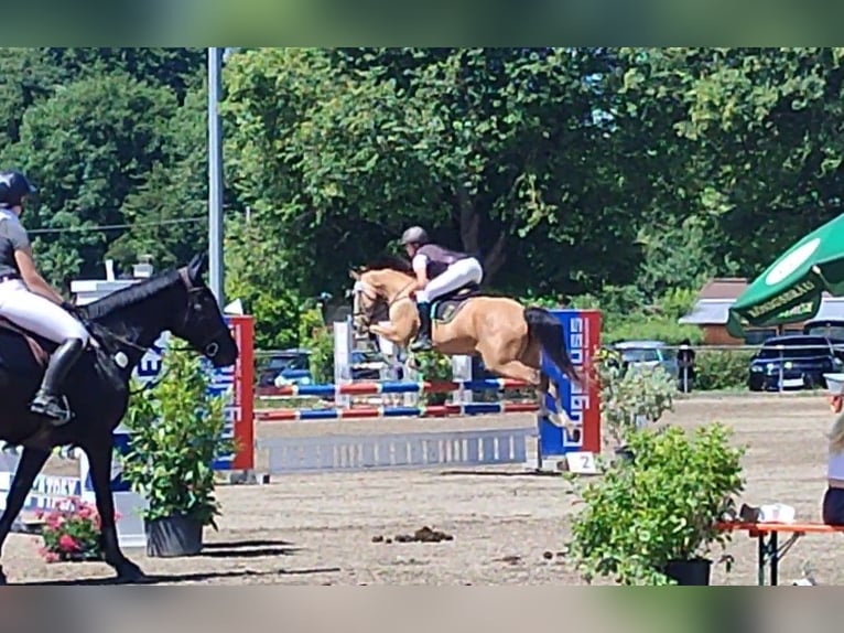 Caballo Kinsky Yegua 13 años 165 cm Buckskin/Bayo in Bissingen