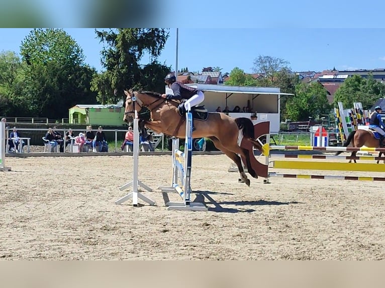 Caballo Kinsky Yegua 13 años 165 cm Buckskin/Bayo in Bissingen