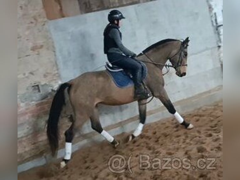 Caballo Kinsky Yegua 5 años 165 cm Cremello in Olovnice