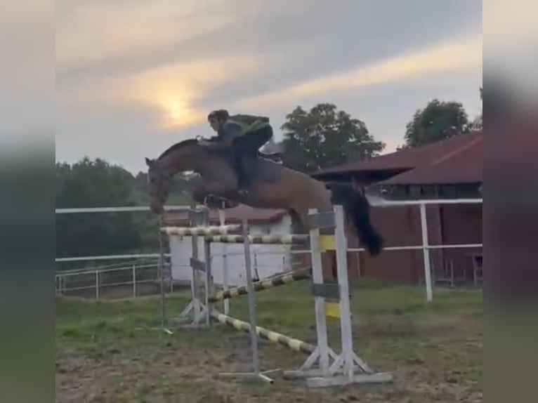 Caballo Kinsky Yegua 6 años 167 cm Palomino in Sedl&#x10D;any