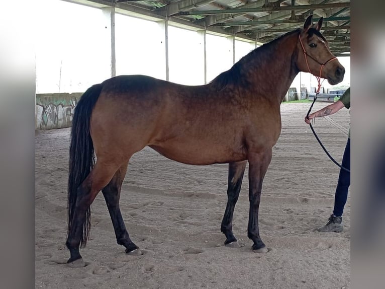 Caballo Kinsky Yegua 7 años 165 cm Buckskin/Bayo in Dobříš