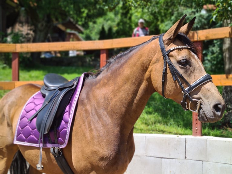 Caballo Kinsky Yegua 7 años 165 cm Buckskin/Bayo in Dobříš