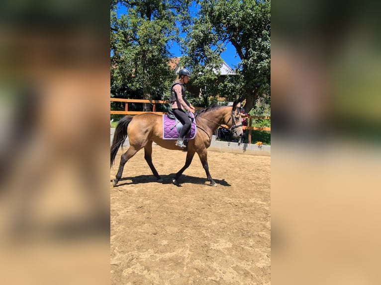 Caballo Kinsky Yegua 7 años 165 cm Buckskin/Bayo in Dobříš