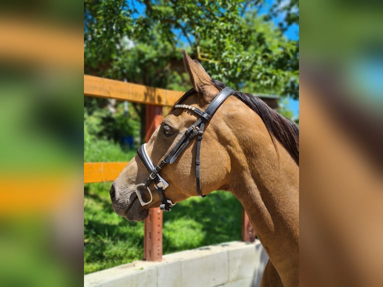 Caballo Kinsky Yegua 7 años 165 cm Buckskin/Bayo in Dobříš