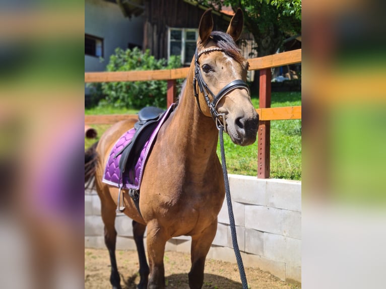 Caballo Kinsky Yegua 7 años 165 cm Buckskin/Bayo in Dobříš