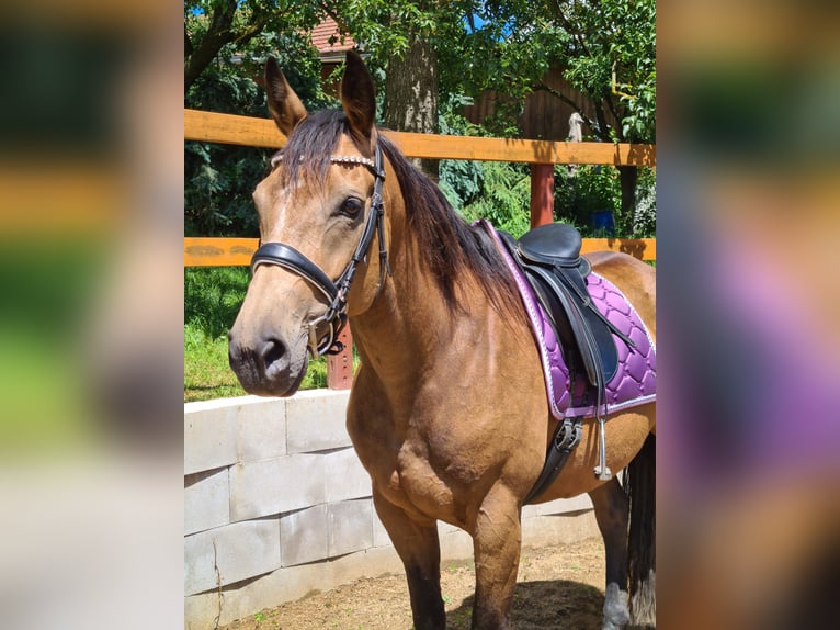 Caballo Kinsky Yegua 7 años 165 cm Buckskin/Bayo in Dobříš