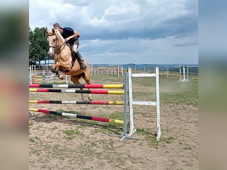 Caballo Kinsky Yegua 7 años 167 cm Palomino in Sedlčany