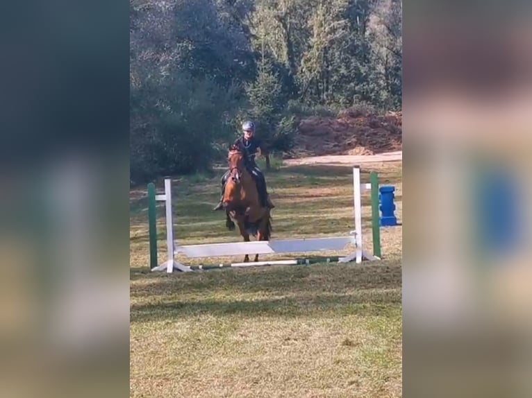 Caballo Leonharder Caballo castrado 10 años 160 cm Castaño in Großgmain