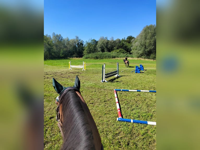 Caballo Leonharder Caballo castrado 10 años 160 cm Castaño in Großgmain