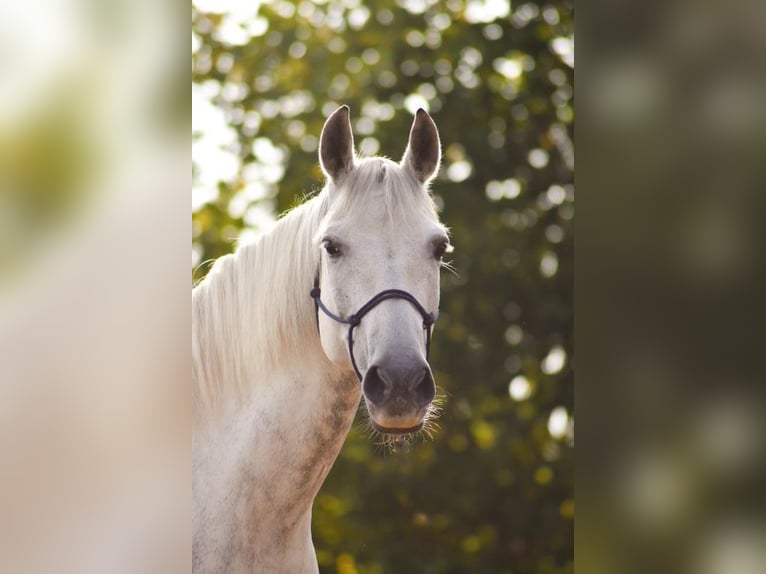 Caballo Leonharder Caballo castrado 13 años 155 cm Tordo in Kellinghusen