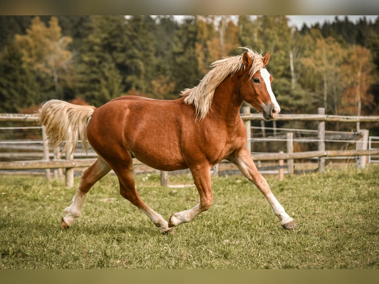Caballo Leonharder Caballo castrado 2 años 144 cm Alazán in Grabenstätt