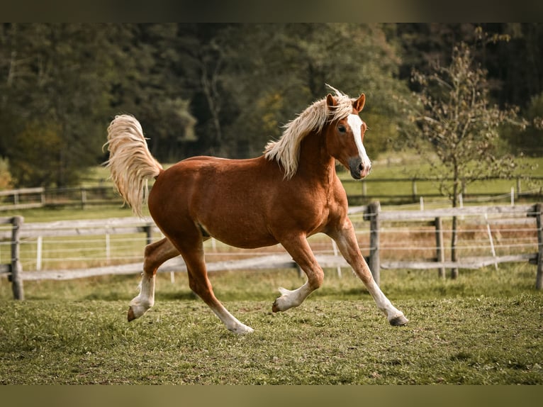 Caballo Leonharder Caballo castrado 2 años 144 cm Alazán in Grabenstätt