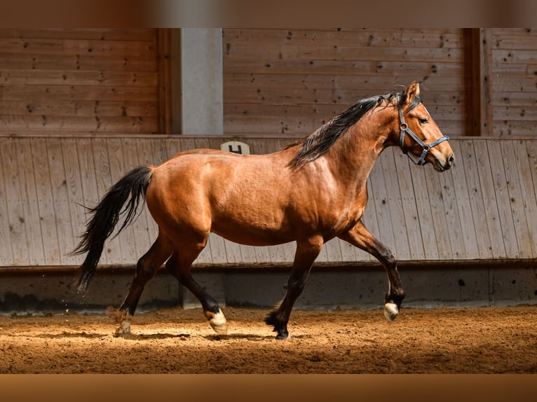 Caballo Leonharder Caballo castrado 2 años 150 cm Castaño in Grabenstätt