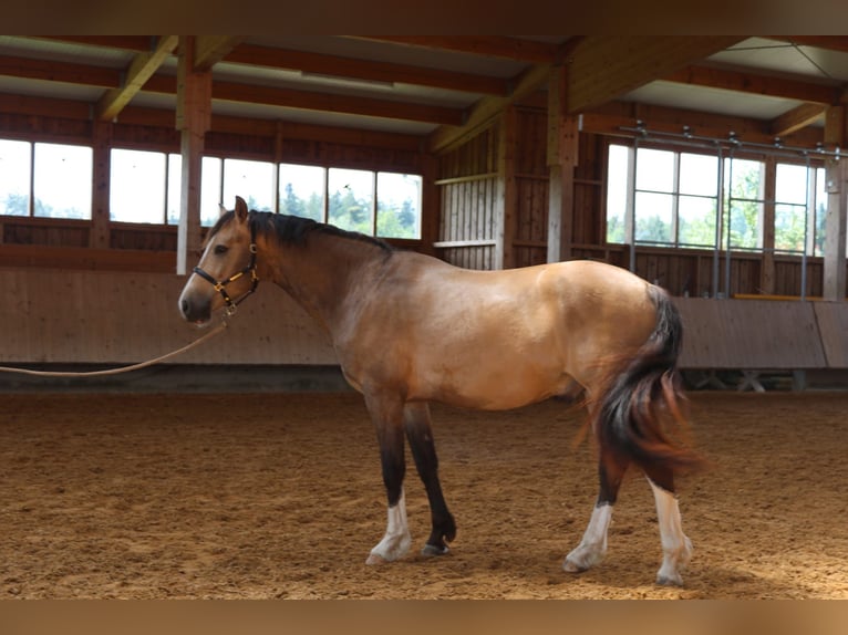 Caballo Leonharder Caballo castrado 3 años 152 cm Bayo in Grabenstätt