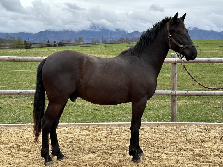 Caballo Leonharder Caballo castrado 3 años 155 cm Negro in Grabenstätt