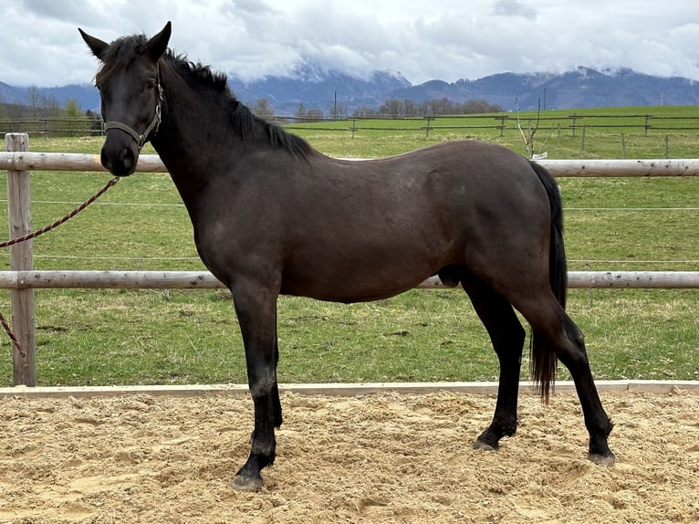 Caballo Leonharder Caballo castrado 3 años 155 cm Negro in Grabenstätt