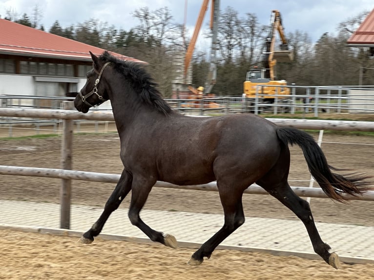 Caballo Leonharder Caballo castrado 3 años 155 cm Negro in Grabenstätt