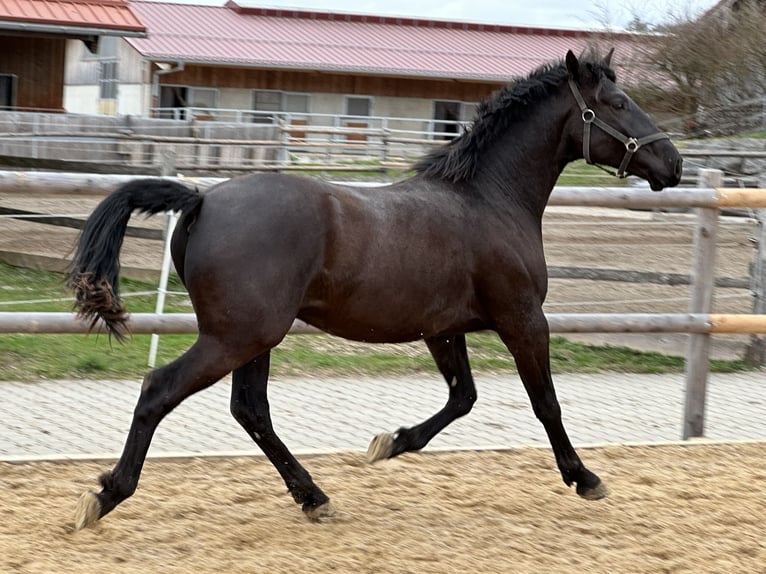 Caballo Leonharder Caballo castrado 3 años 155 cm Negro in Grabenstätt