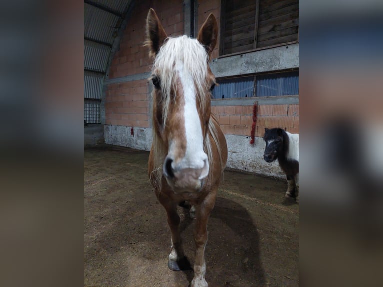 Caballo Leonharder Caballo castrado 7 años 149 cm Alazán in Lettweiler