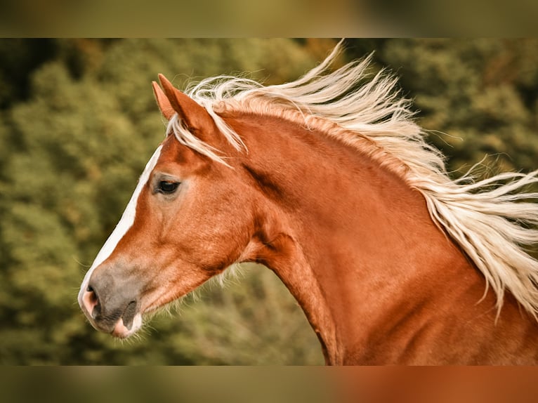 Caballo Leonharder Semental 1 año 143 cm Alazán in Grabenst&#xE4;tt